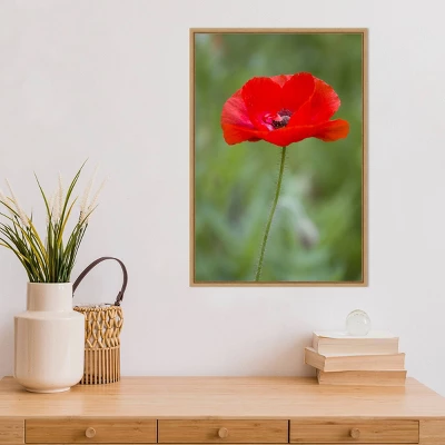 16" X 23" Poppy Flower By Richard And Susan Day Danita Delimont Framed Canvas Wall Art Red - Amanti Art 7 16" X 23" Poppy Flower By Richard And Susan Day Danita Delimont Framed Canvas Wall Art Red - Amanti Art - Image 5