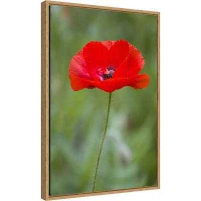 16" X 23" Poppy Flower By Richard And Susan Day Danita Delimont Framed Canvas Wall Art Red - Amanti Art 3 16" X 23" Poppy Flower By Richard And Susan Day Danita Delimont Framed Canvas Wall Art Red - Amanti Art