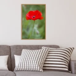 16" X 23" Poppy Flower By Richard And Susan Day Danita Delimont Framed Canvas Wall Art Red - Amanti Art 15 16" X 23" Poppy Flower By Richard And Susan Day Danita Delimont Framed Canvas Wall Art Red - Amanti Art -Home Furniture GUEST 2b7c4a04 658c 4d62 b4e1 dfbfd50dc620