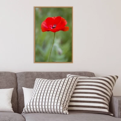 16" X 23" Poppy Flower By Richard And Susan Day Danita Delimont Framed Canvas Wall Art Red - Amanti Art 9 16" X 23" Poppy Flower By Richard And Susan Day Danita Delimont Framed Canvas Wall Art Red - Amanti Art - Image 7
