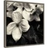 16" X 16" Dogwood Flower No.3 By Gary Horsfall Framed Canvas Wall Art - Amanti Art 2 16" X 16" Dogwood Flower No.3 By Gary Horsfall Framed Canvas Wall Art - Amanti Art -Home Furniture GUEST 4957b79a cd19 4b15 af62 3fefbced96e5
