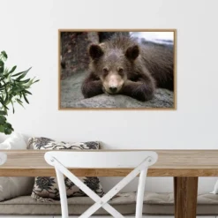 23" X 16" Grizzly Bear Cub Lying Down By Design Pics Danita Delimont Framed Canvas Wall Art - Amanti Art -Home Furniture GUEST 5383fbb3 d3c0 4fee 9b68 b9d923435326