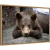 23" X 16" Grizzly Bear Cub Lying Down By Design Pics Danita Delimont Framed Canvas Wall Art - Amanti Art -Home Furniture GUEST 70c48f43 47fb 4742 b57f 04c65430f73c