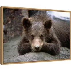 23" X 16" Grizzly Bear Cub Lying Down By Design Pics Danita Delimont Framed Canvas Wall Art - Amanti Art