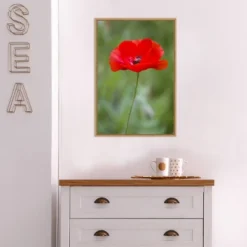 16" X 23" Poppy Flower By Richard And Susan Day Danita Delimont Framed Canvas Wall Art Red - Amanti Art 12 16" X 23" Poppy Flower By Richard And Susan Day Danita Delimont Framed Canvas Wall Art Red - Amanti Art -Home Furniture GUEST a0197237 192f 49d0 b996 a82f87484ba0