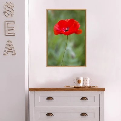 16" X 23" Poppy Flower By Richard And Susan Day Danita Delimont Framed Canvas Wall Art Red - Amanti Art 6 16" X 23" Poppy Flower By Richard And Susan Day Danita Delimont Framed Canvas Wall Art Red - Amanti Art - Image 4