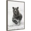 16" X 23" Bear Fishing For Salmon By Adam Jones Danita Delimont Framed Canvas Wall Art Brown - Amanti Art