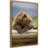 16" X 23" Bear Resting On A Beached Log By Paul Souders Danita Delimont Framed Canvas Wall Art Brown - Amanti Art -Home Furniture GUEST aade6785 9bbd 442a ace1 e2760aab6a31