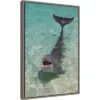 16" X 23" Dolphin In The Ocean By Keren Su Danita Delimont Framed Canvas Wall Art - Amanti Art