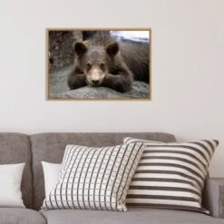 23" X 16" Grizzly Bear Cub Lying Down By Design Pics Danita Delimont Framed Canvas Wall Art - Amanti Art -Home Furniture GUEST d31e8c41 ed1a 4fa1 8f55 0033e7af5bd6