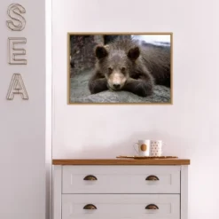 23" X 16" Grizzly Bear Cub Lying Down By Design Pics Danita Delimont Framed Canvas Wall Art - Amanti Art -Home Furniture GUEST d617037a cf21 4b46 8397 938b82b787c1