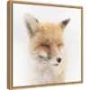 16" X 16" Satisfied Fox By Doris Reindl Framed Canvas Wall Art - Amanti Art 1 16" X 16" Satisfied Fox By Doris Reindl Framed Canvas Wall Art - Amanti Art -Home Furniture GUEST e914dc43 60fc 4fc9 8b19 817f375156be