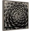 16" X 16" Succulent By Gary Horsfall Framed Canvas Wall Art - Amanti Art -Home Furniture GUEST f41940ea 23aa 4192 9d34 329ee0e234a4